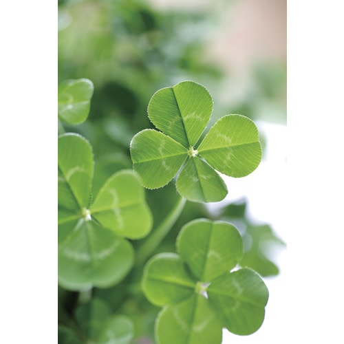みつかる四葉クローバー栽培セット GD−592