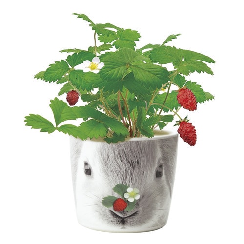 ハナ&アニマルズ ウサギ ストロベリー