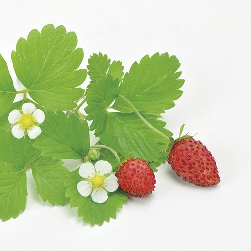 ハナ&アニマルズ ウサギ ストロベリー