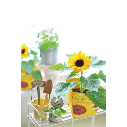 スマイル サンフラワー フローラルコンテナ