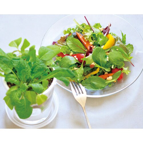 フレッシュフィール サラダホウレンソウ