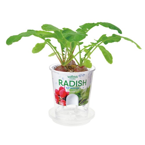 フレッシュフィール ラディッシュ