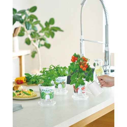 フレッシュフィール ラディッシュ