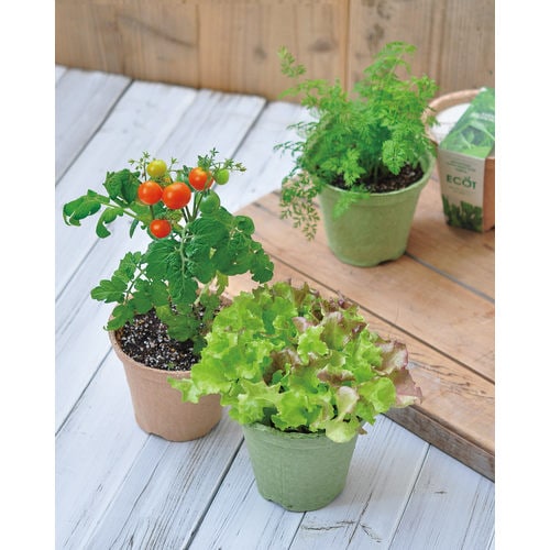 エコット S ミント GD−41001