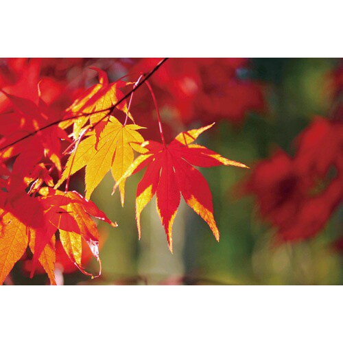 ソダテマス 盆栽セット もみじ GD−84603