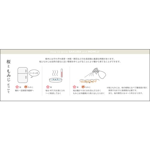 ソダテマス 盆栽セット もみじ GD−84603