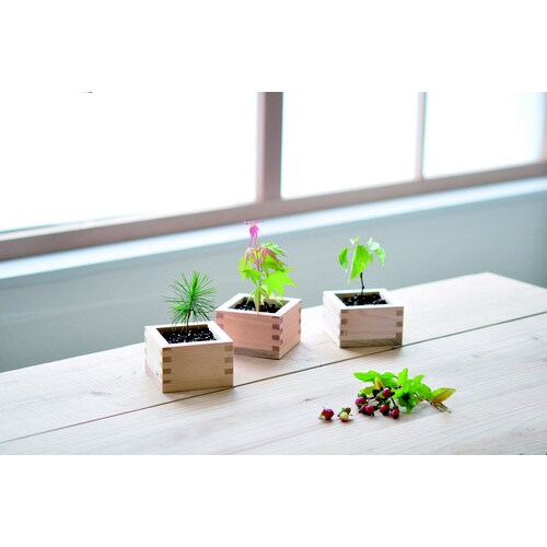 ソダテマス 盆栽セット もみじ GD−84603