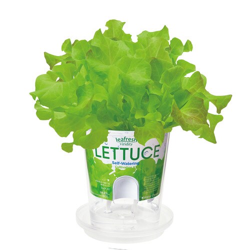 フレッシュフィール レタス