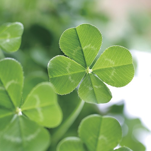 ハナ&アニマルズ ネコ 四葉クローバー