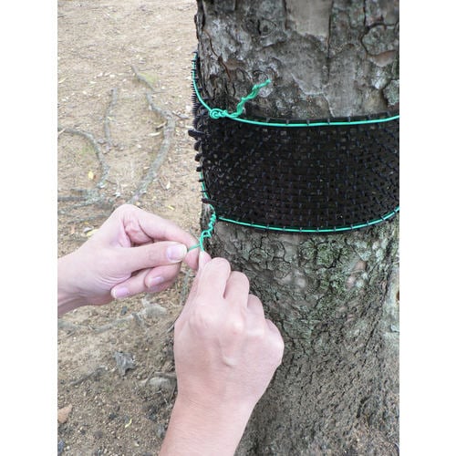 小動物痛がーる ブラック