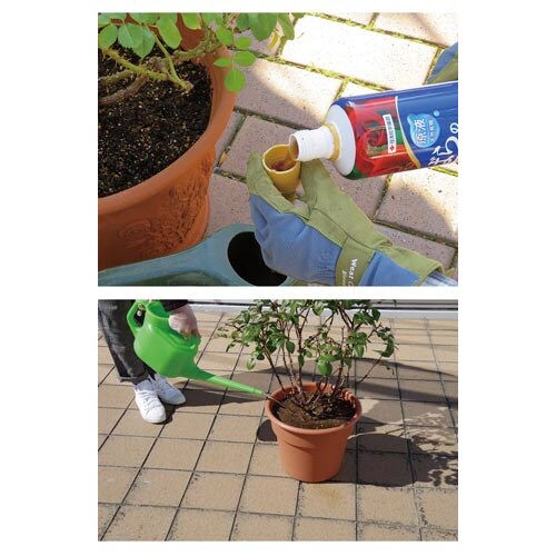 マイローズばらの液肥 800ml