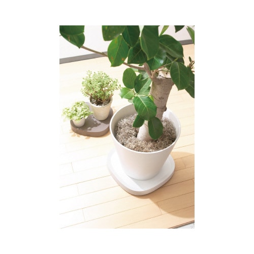 Plantable L ブラウン