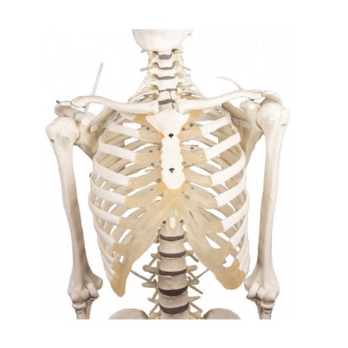 脊椎可動式 骨格モデル Hugo