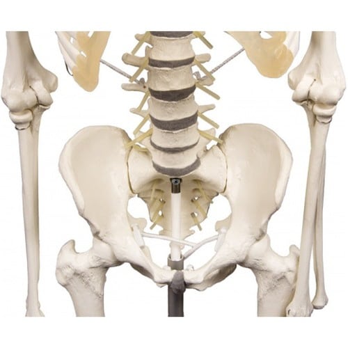 脊椎可動式 骨格モデル Hugo
