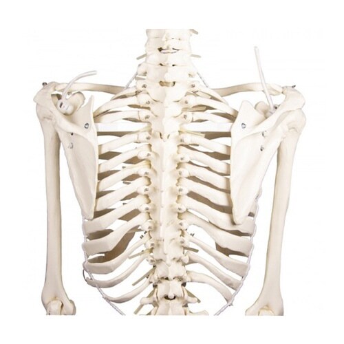 脊椎可動式 骨格モデル Hugo