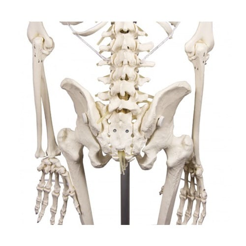 脊椎可動式 骨格モデル Hugo