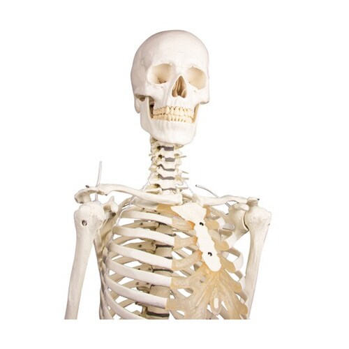 脊椎可動式 骨格モデル Hugo