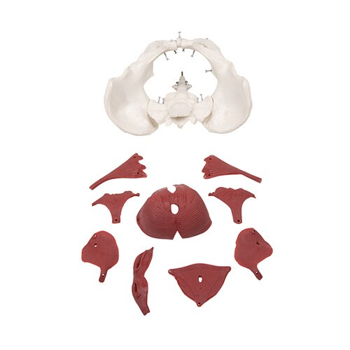 骨盤12分解モデル 女性