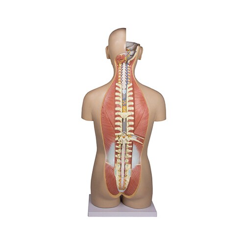 内蔵27分解モデル