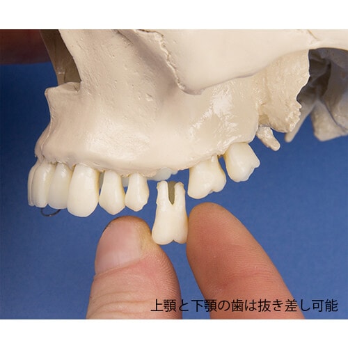 頭蓋骨モデル 歯科用