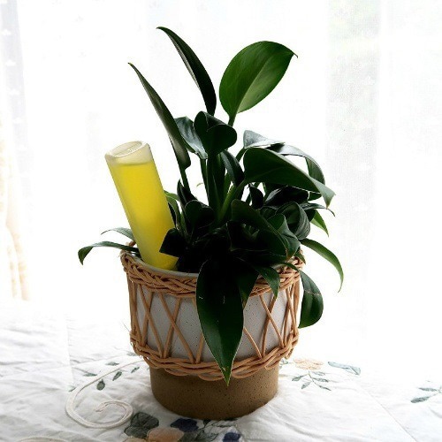 液体肥料(観葉植物用)35ML×10本入