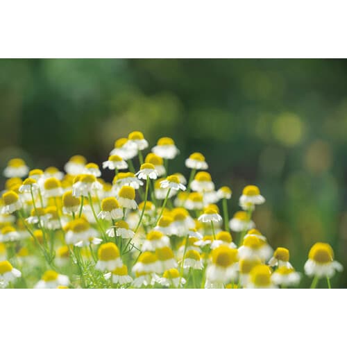 カプセルガーデン カモミール