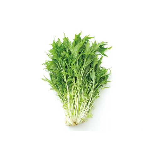 お家で楽しく栽培キット 水菜