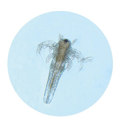 てのひら実験室 育てるエビもどき(袋タイプ)