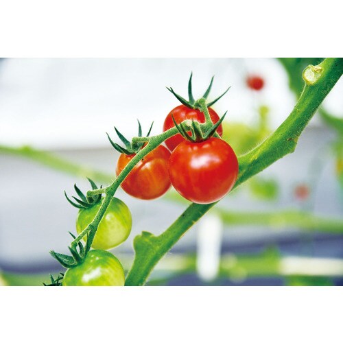 ミニファームおうちで育てるミニトマト