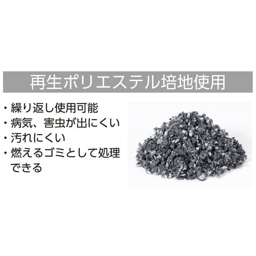 エコ栽培 Re:Green ワイルドストロベリー