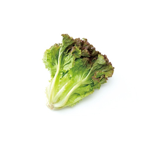 お家で楽しく栽培キット サニーレタス