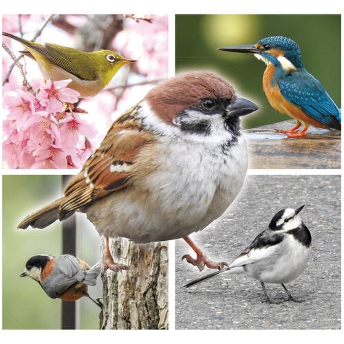 近くで見つかる野鳥トランプ