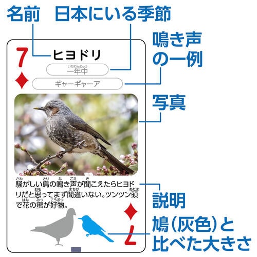 近くで見つかる野鳥トランプ