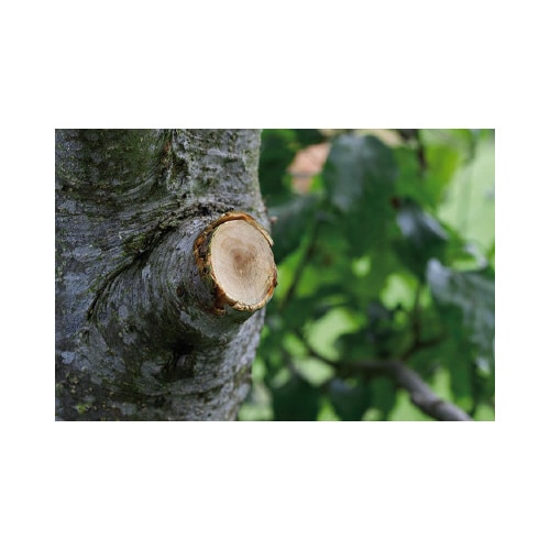 太枝切りばさみ アンビル型 ラチェット式