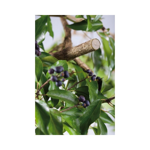 剪定ばさみ アルミ製 B+/L