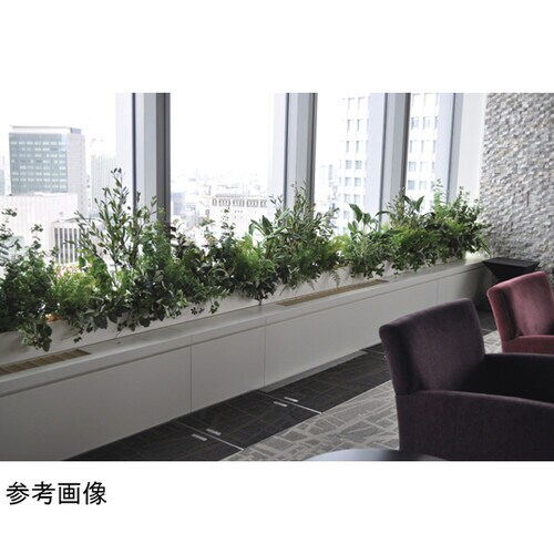 人工植物 オリーブ