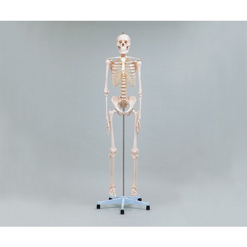 全身骨格モデル