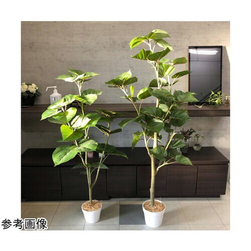 フィカスウンベラータ(フェイクグリーン