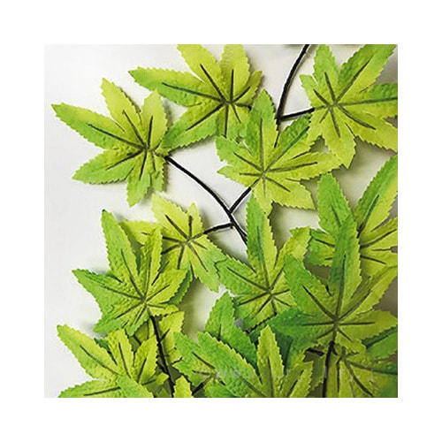 楓スプレー10本