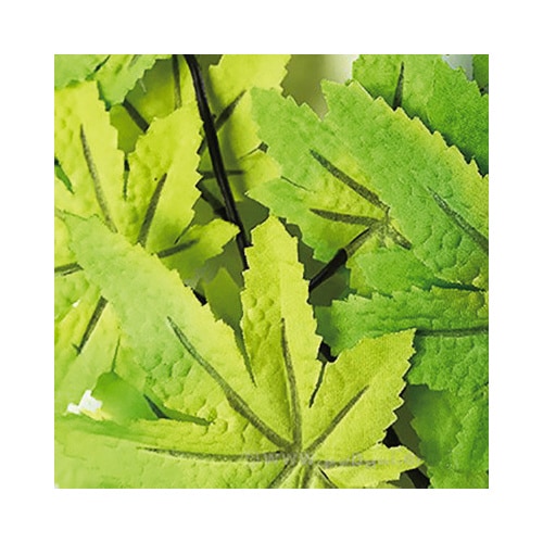 楓スプレー10本