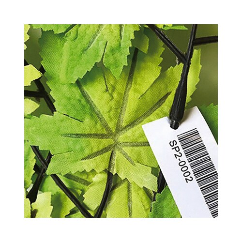 楓スプレー10本