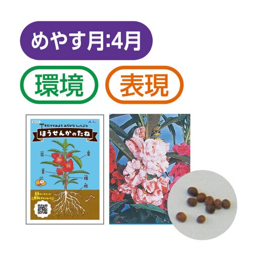 ほうせんかの種(幼保教材)