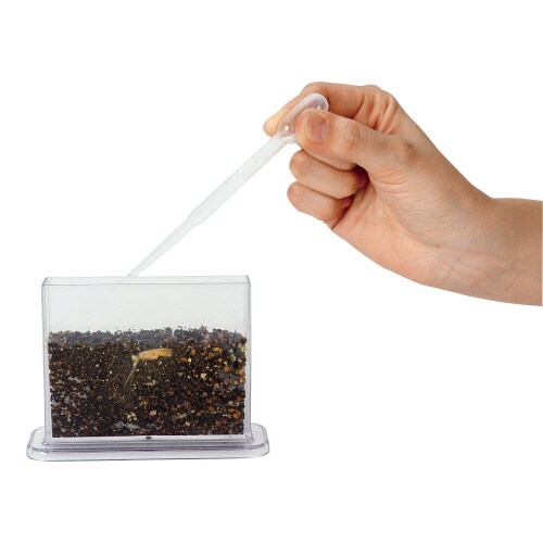 身の回りの生物(植物)A