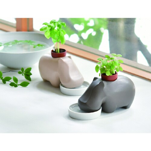 ヒポポプラント