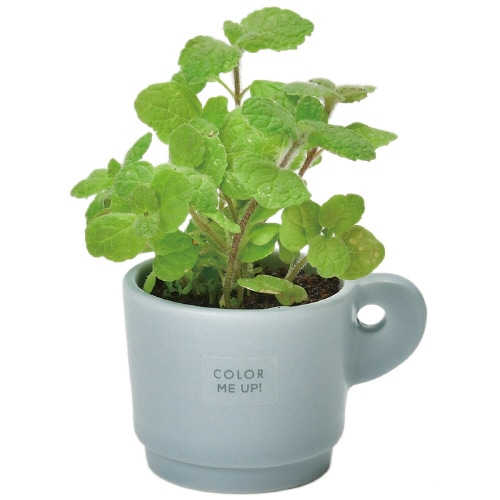 カラーミーアップマグ