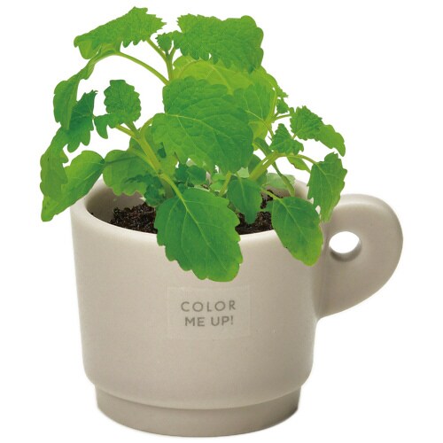 カラーミーアップマグ