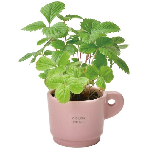 カラーミーアップマグ