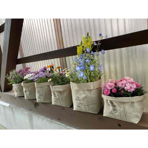 エッグプランター10枚入