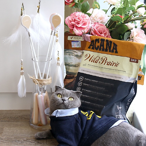 ねこじゃらしDX