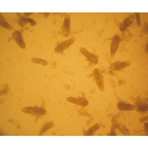 淡水稚魚用飼料 20ml